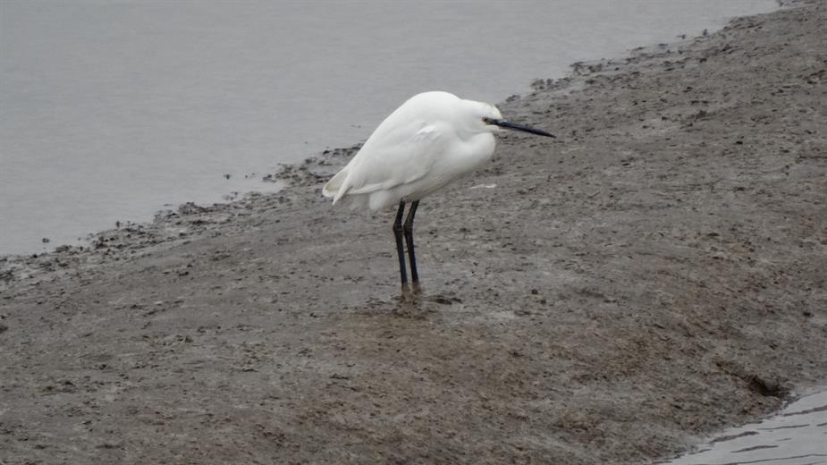 Little Egret on the Creek